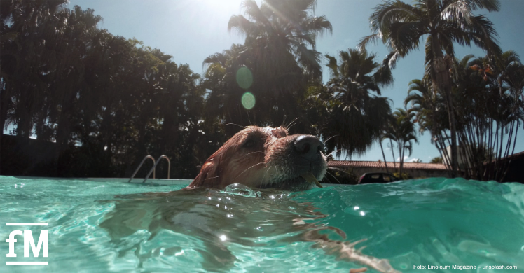 Abkühlung kann auch ohne Klimaanlage leicht sein: Einfach eine Runde schwimmen wie dieser Golden Retriever