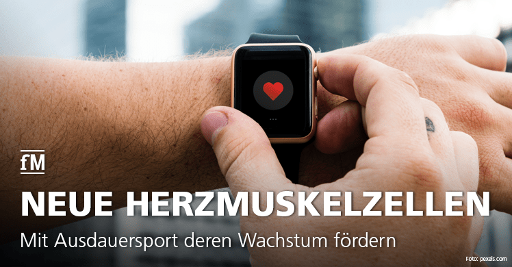 Wissenschaftler beobachten Mäuse beim Lauftraining und belegen, dass Ausdauersport das Wachstum neuer Herzmuskelzellen fördert.